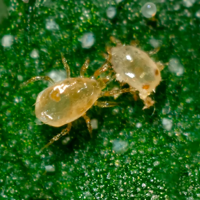 Araña blanca con aumento