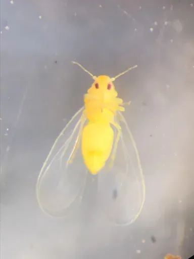 Mosca blanca en el envés