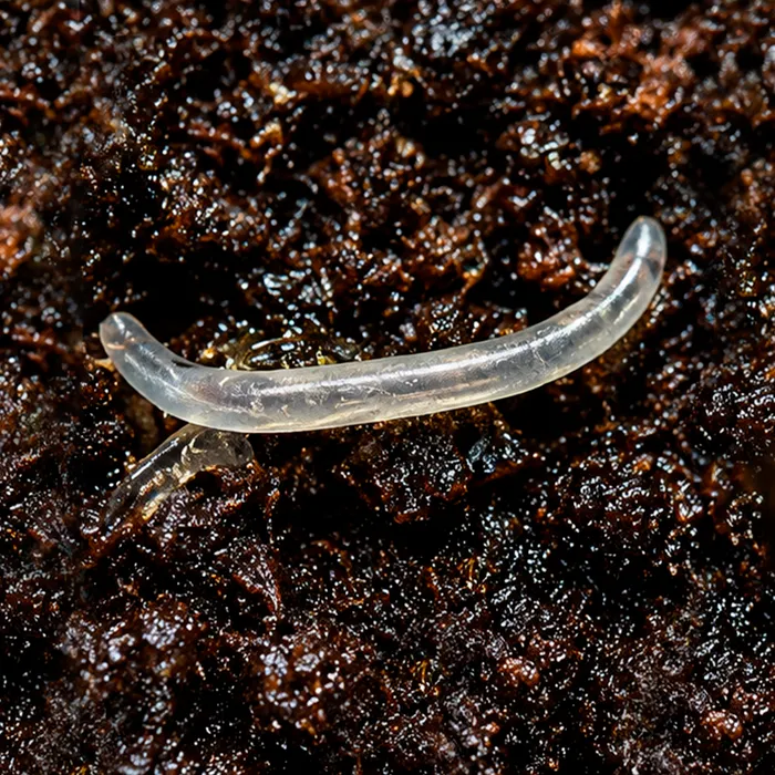 Larva de mosca del sustrato