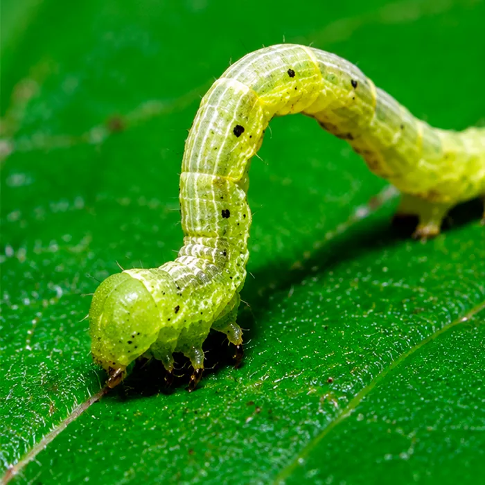 Oruga sobre la hoja